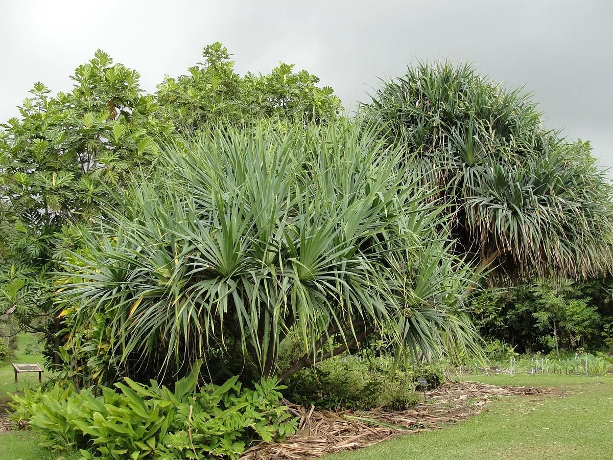 Amy B.H. Greenwell Ethnobotanical Garden