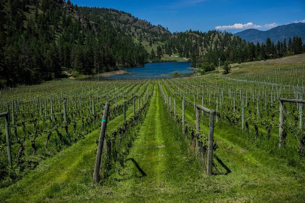 Nighthawk Vineyards