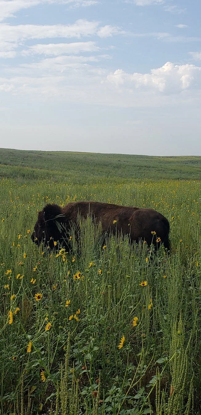 Sandsage Bison Range