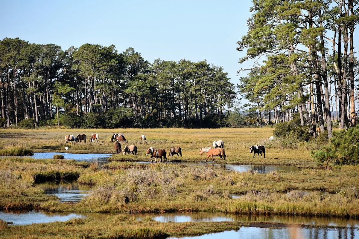 Assateague Island NS-VA Unit