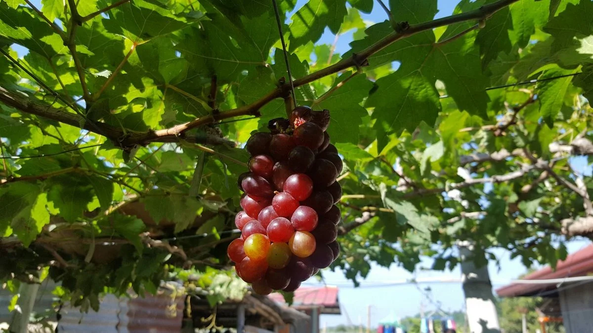 Orpilla-Estigoy Grapes Farm