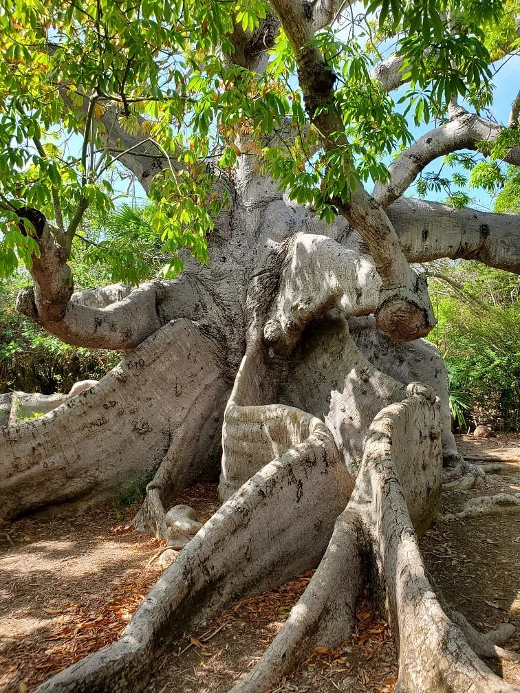 Hofi Pastor