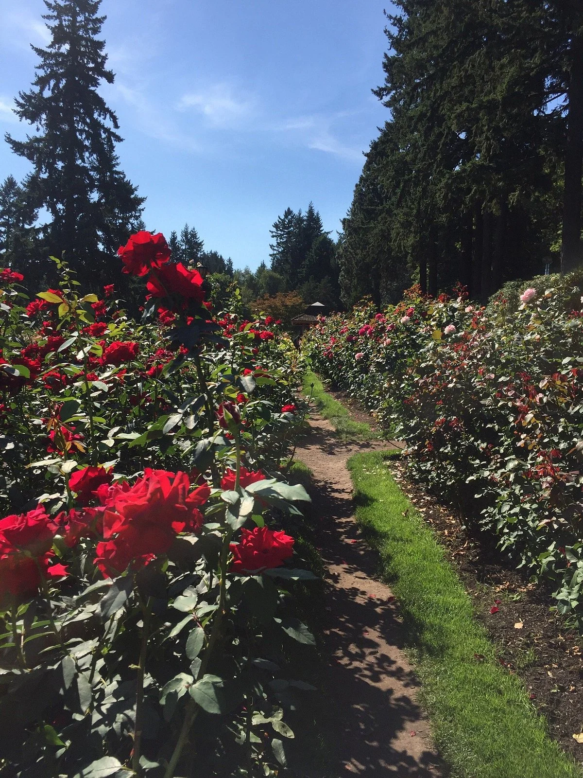Rose Garden Children's Park