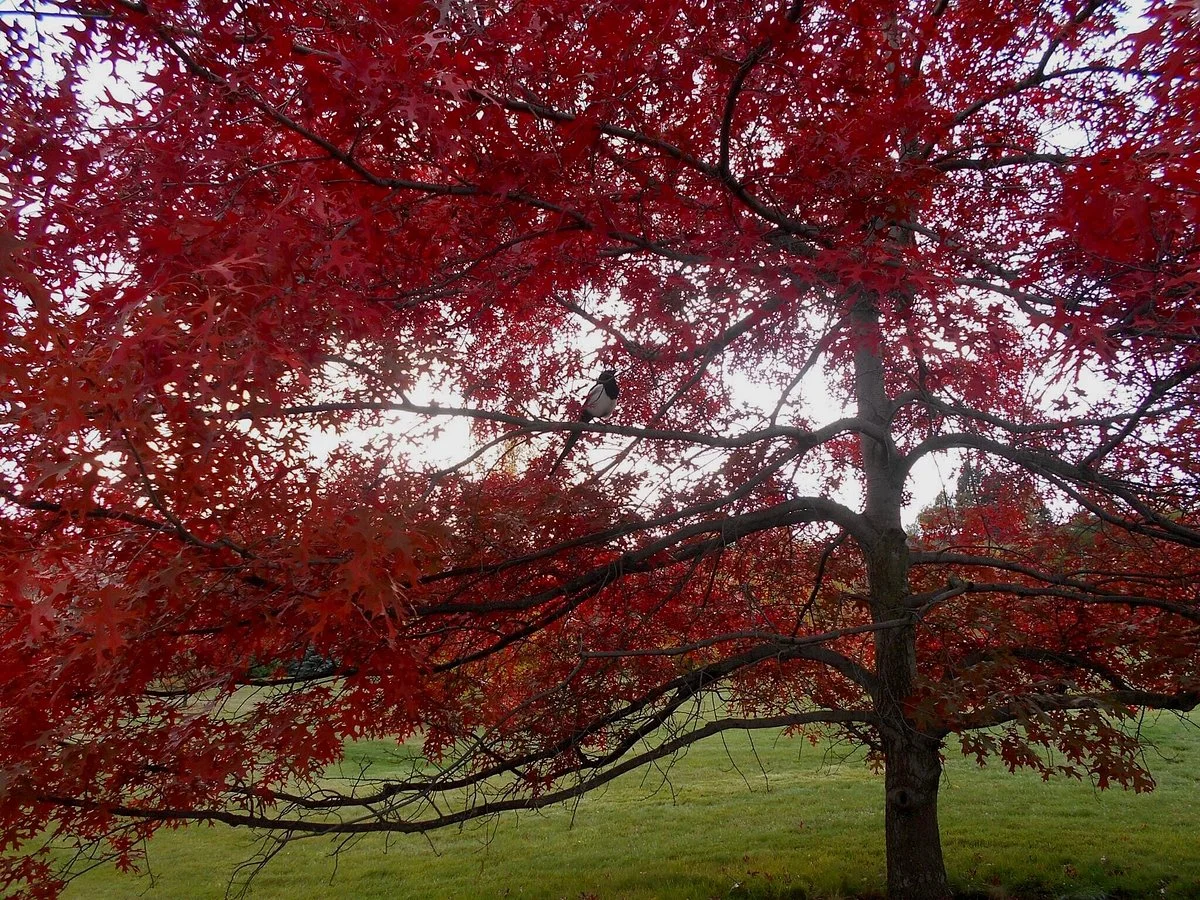 Lawson Gardens