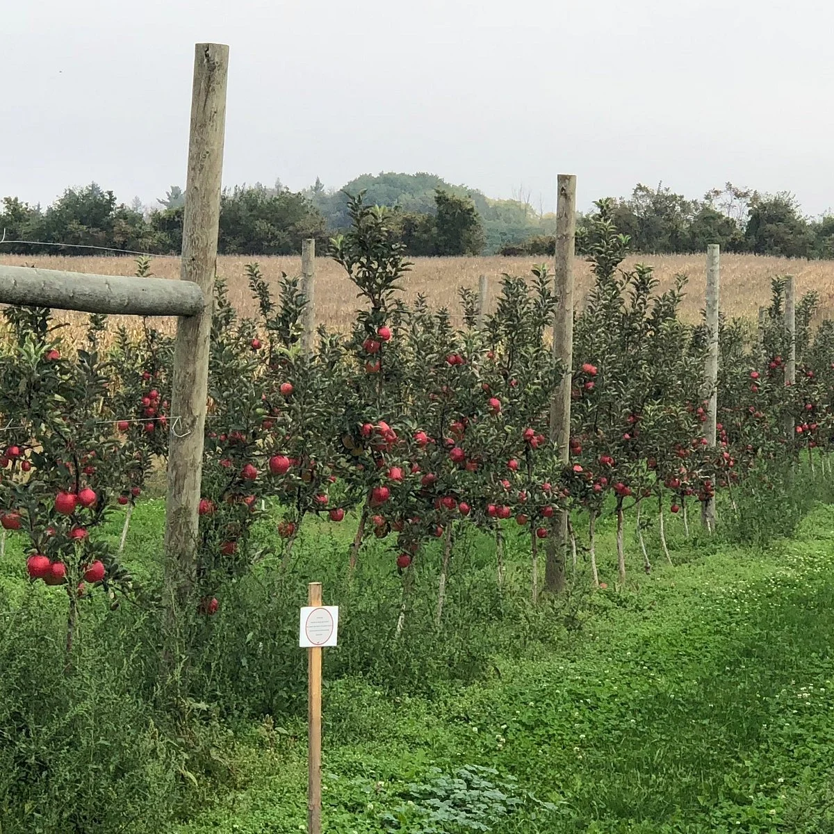 Orchard Home Farm