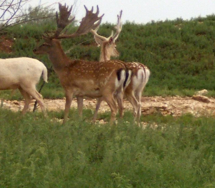 West Texas Adventures
