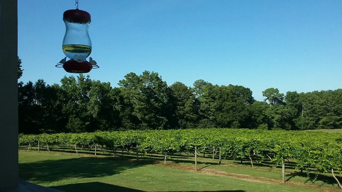 Enoree River Winery
