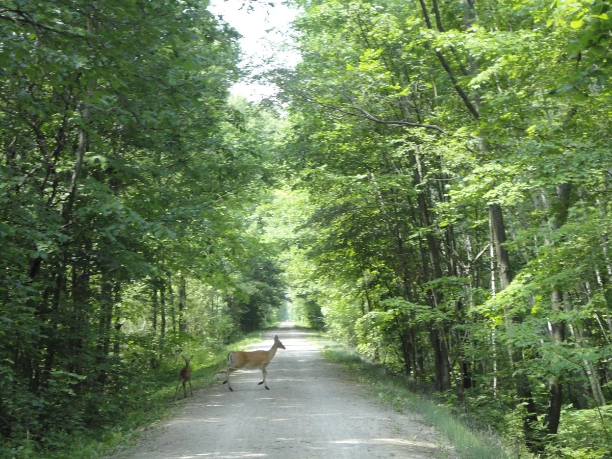 Mountain-Bay State Trail