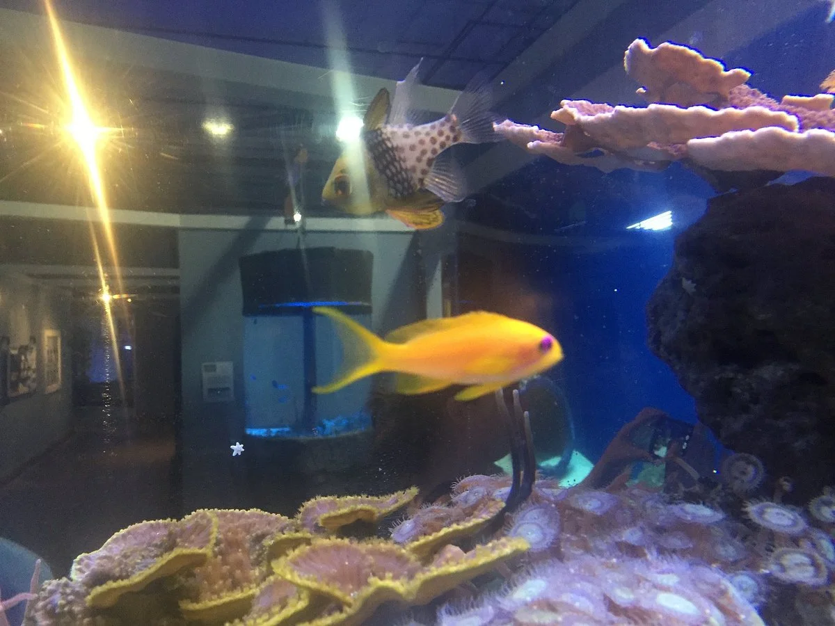 Aquarium of Boise