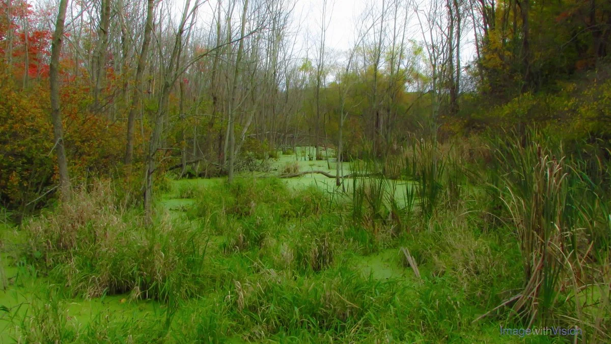 Spicer Lake County Park