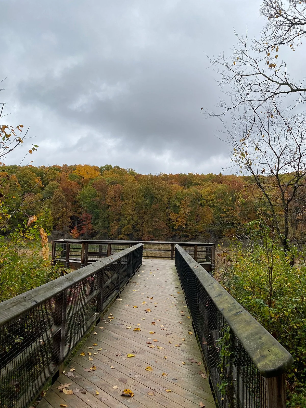 Pete's Pond Preserve