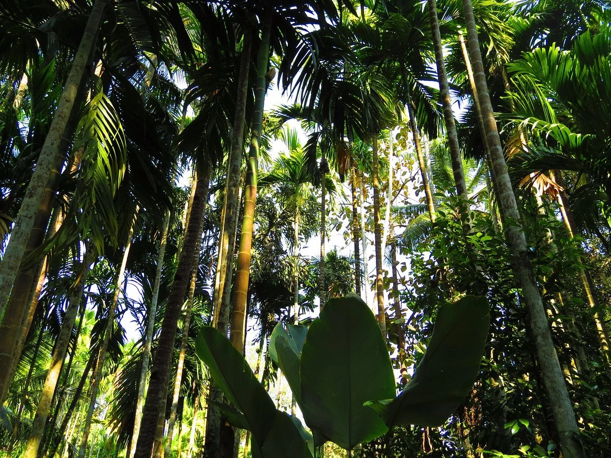 Pascoal spice village