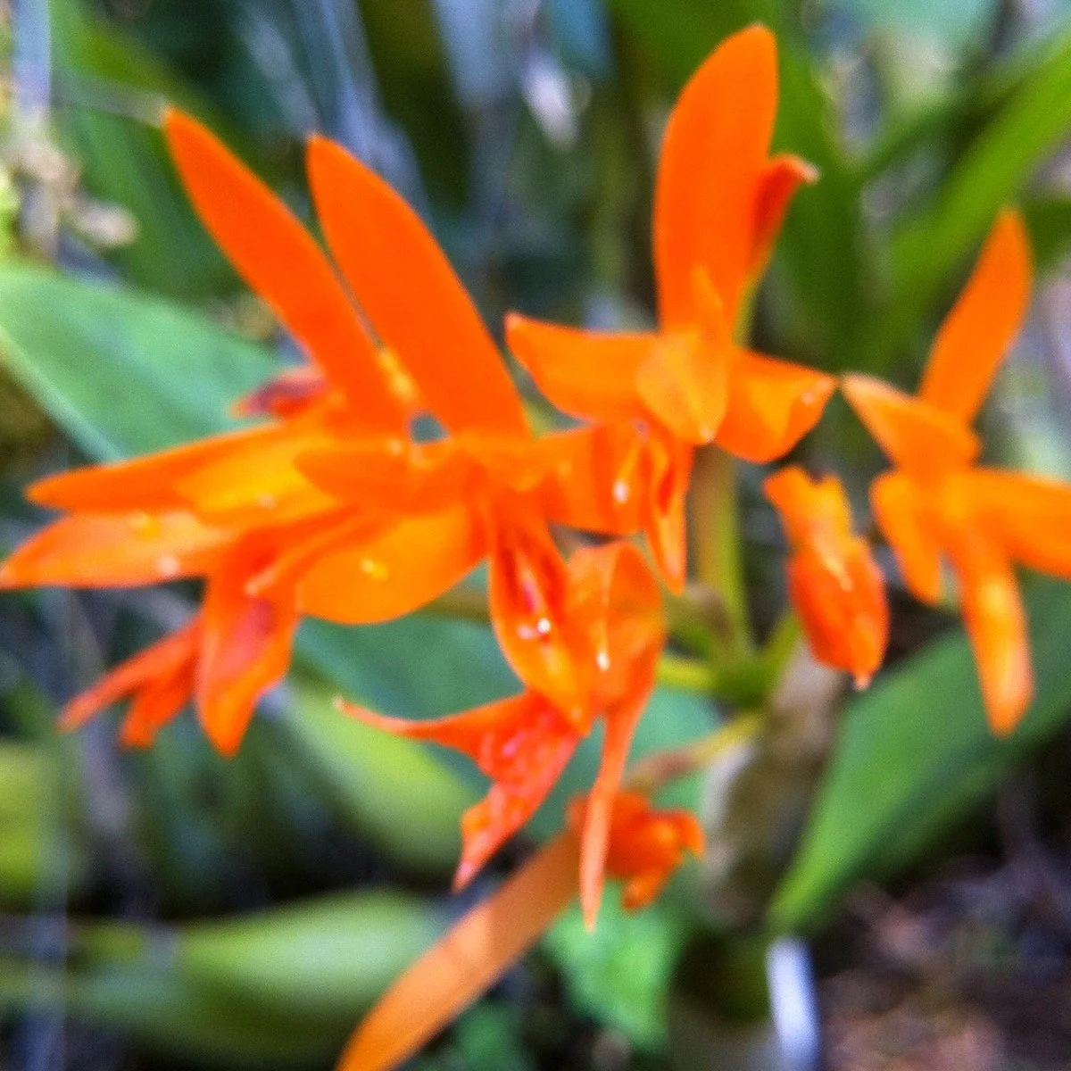 La Orquideario Encantada