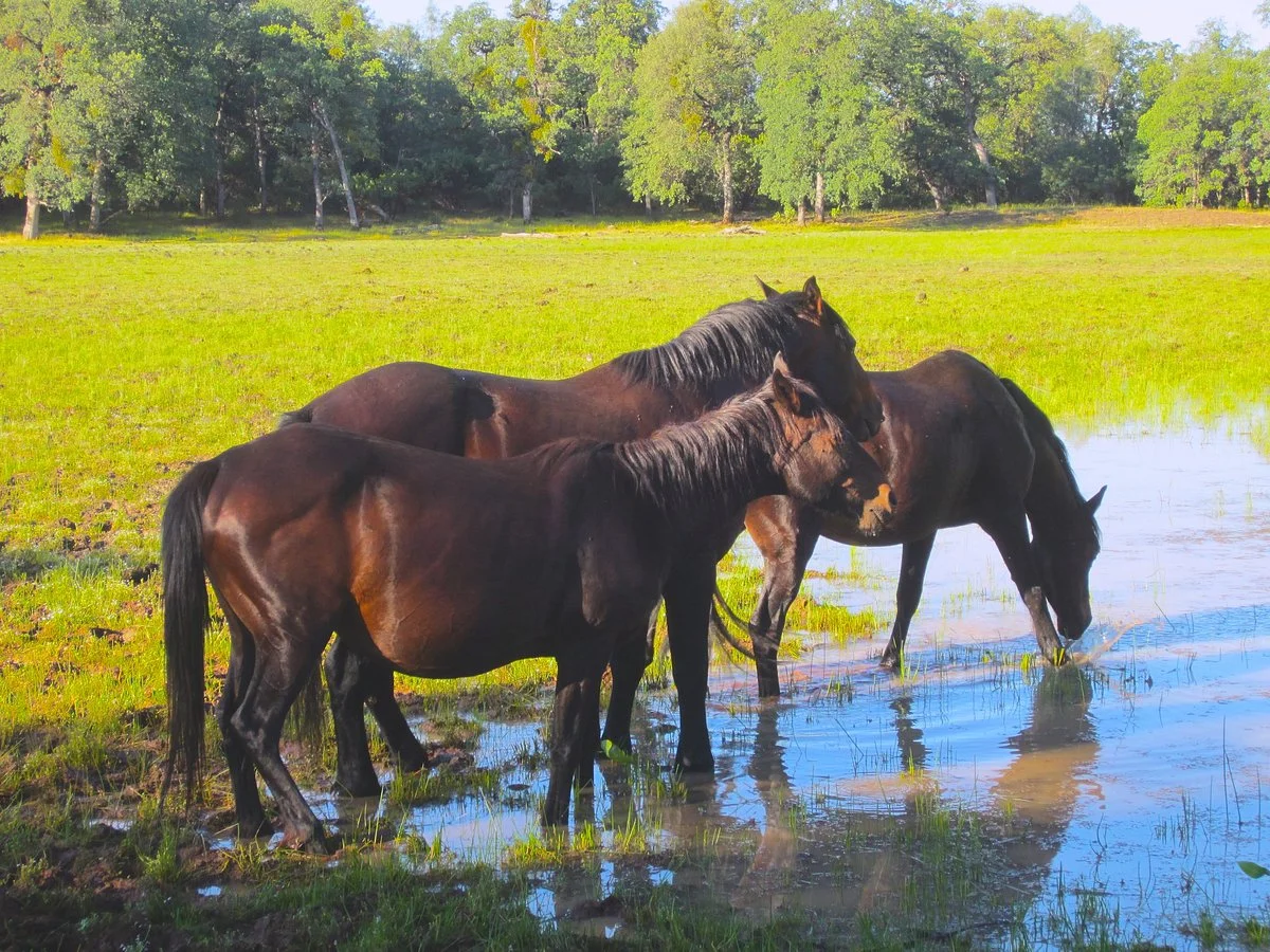 Wild Horse Sanctuary