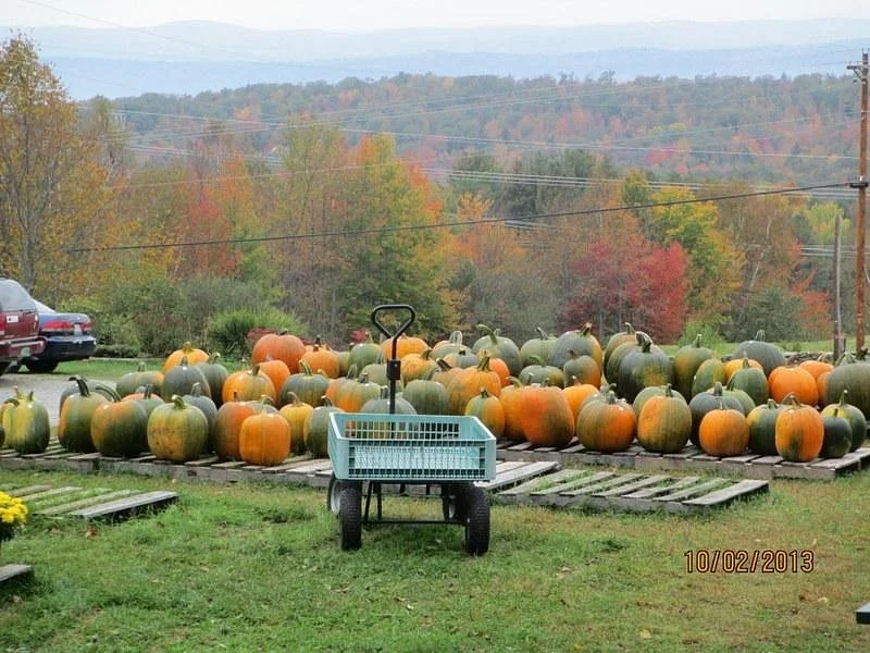 Windy Ridge Orchard & Christmass Tree Farm