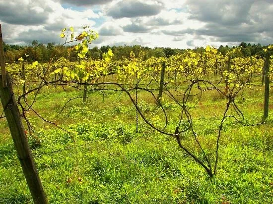 Adair Vineyards