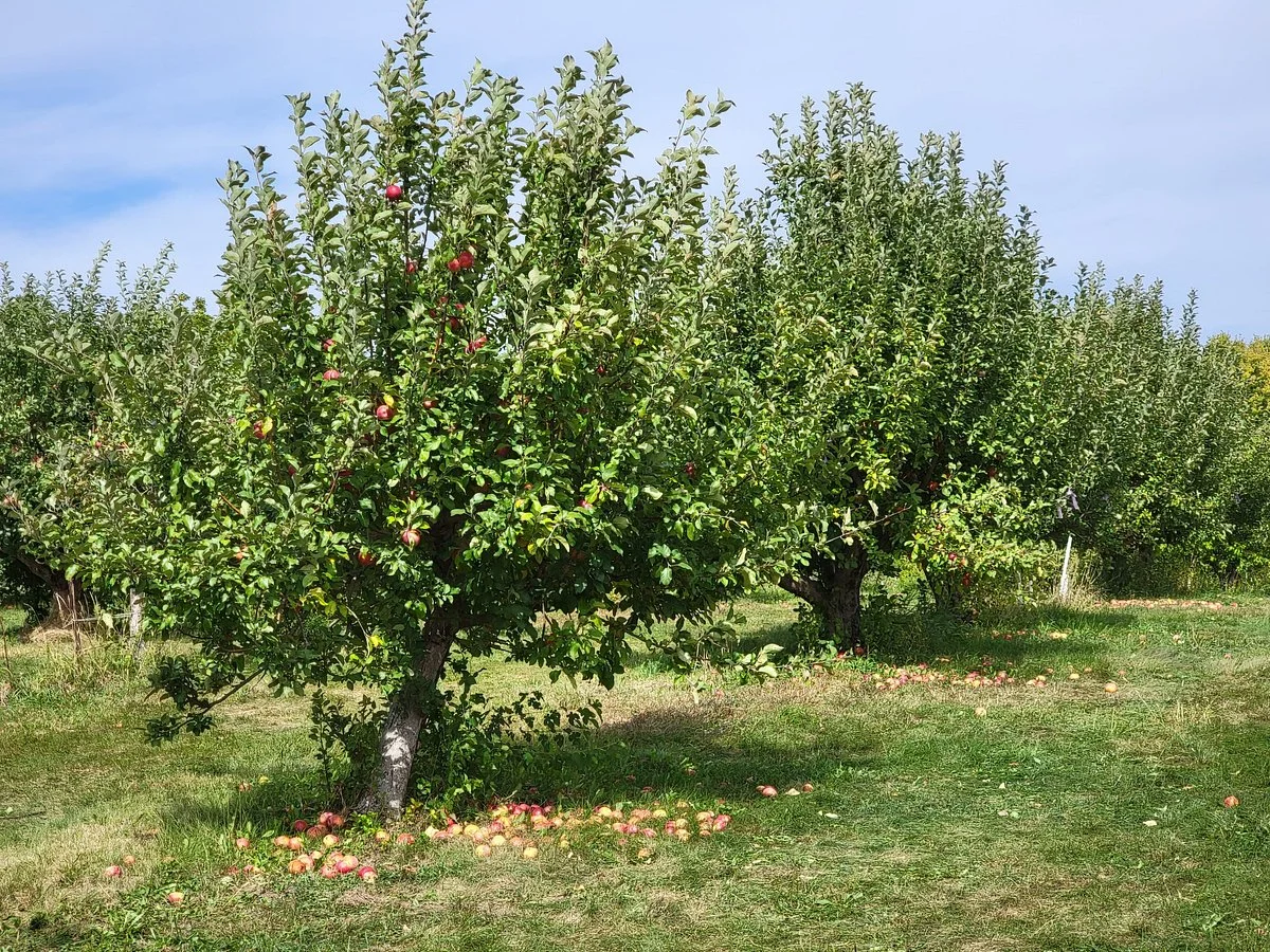 Allen's Apple Orchard