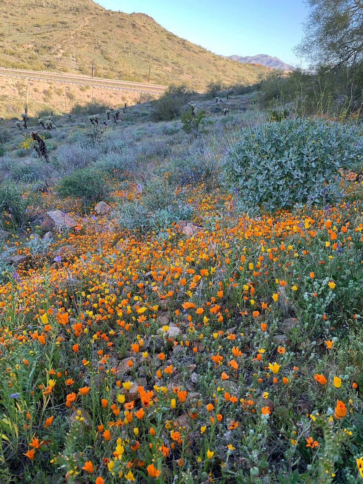 Phoenix Sonoran Desert Preserve