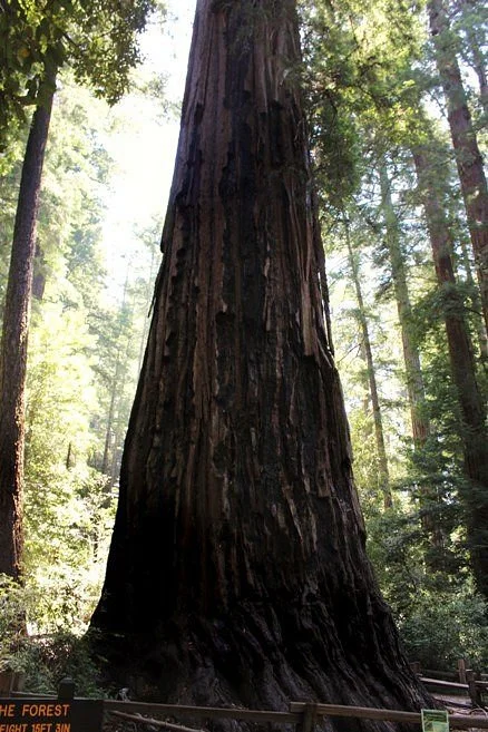 Mother of the Forest
