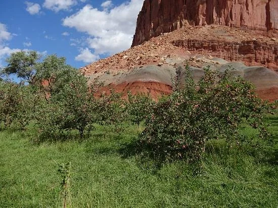Fruita