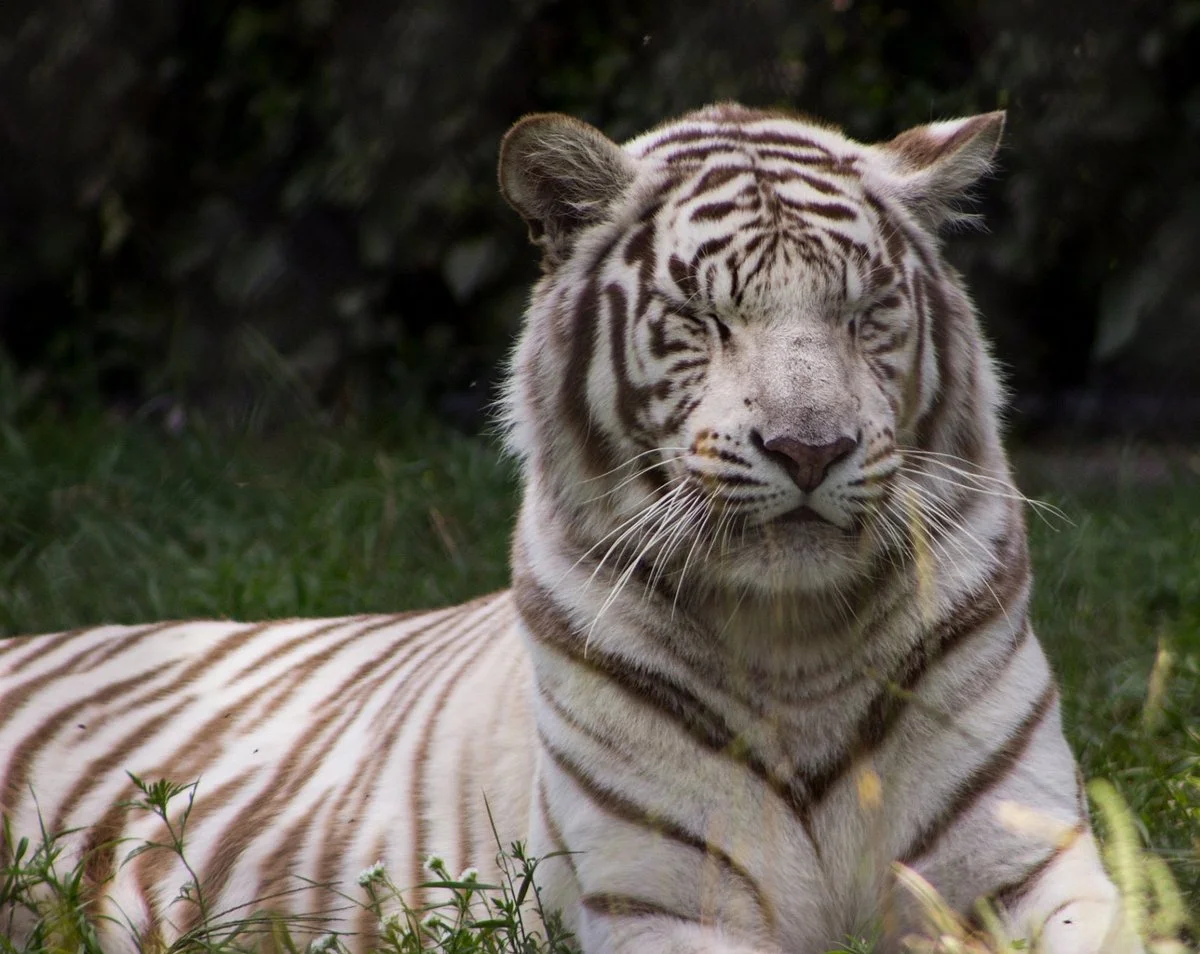 Pine Grove Zoo