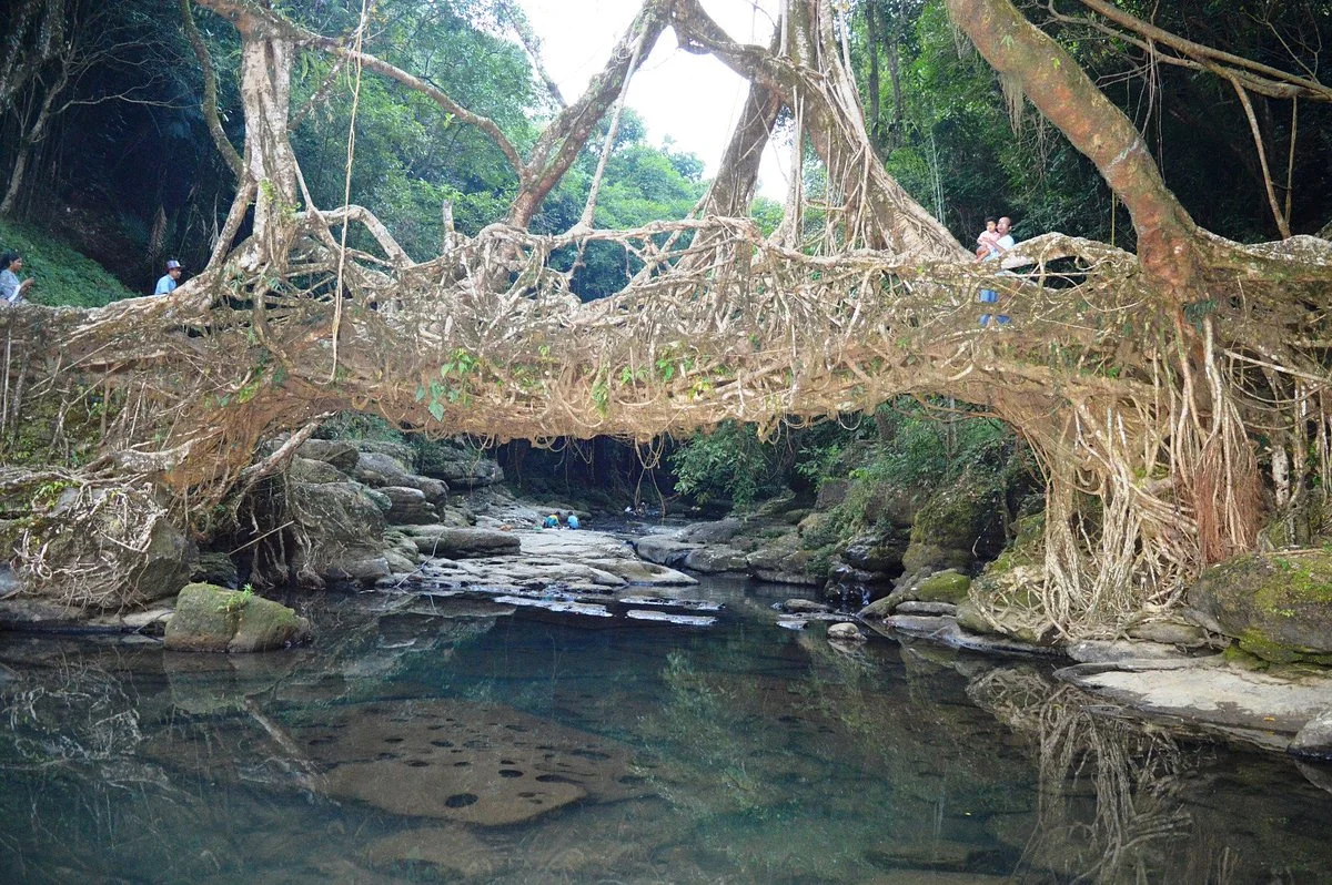 Jingmaham Living Root Bridge