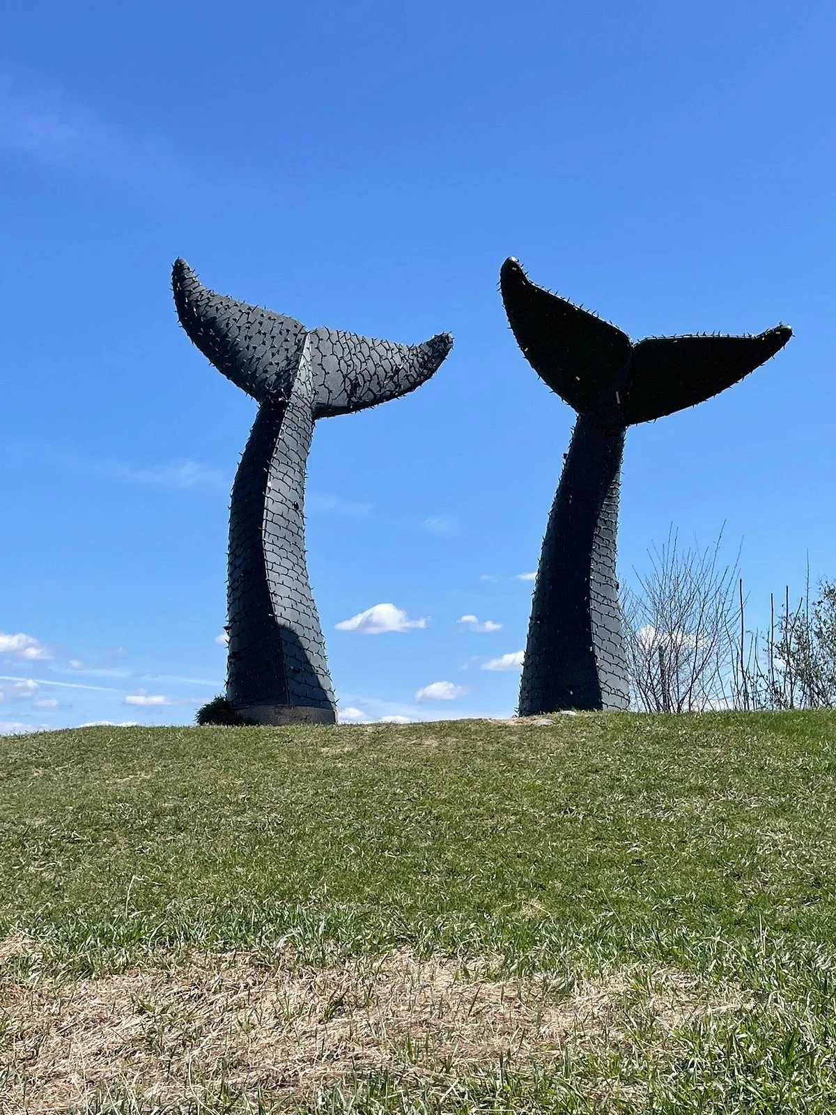 Whales Tails