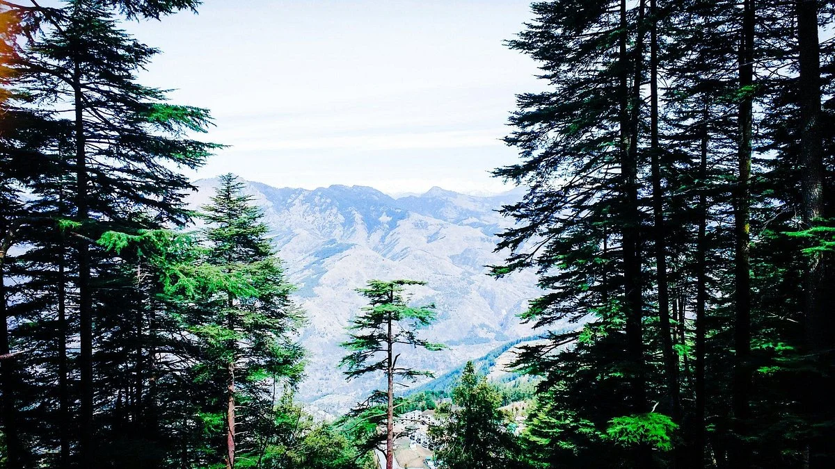 Reserve Forest Sanctuary