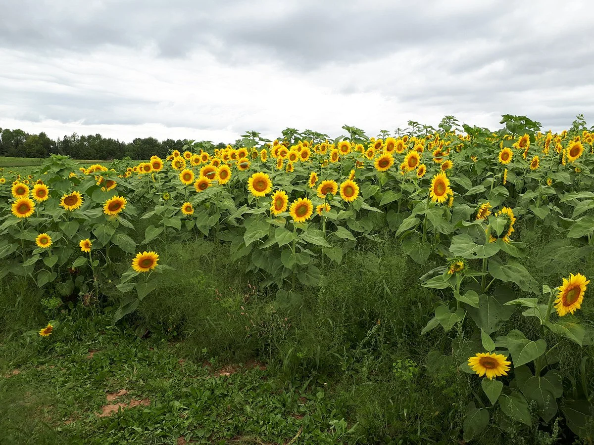 Dakeyne Farm