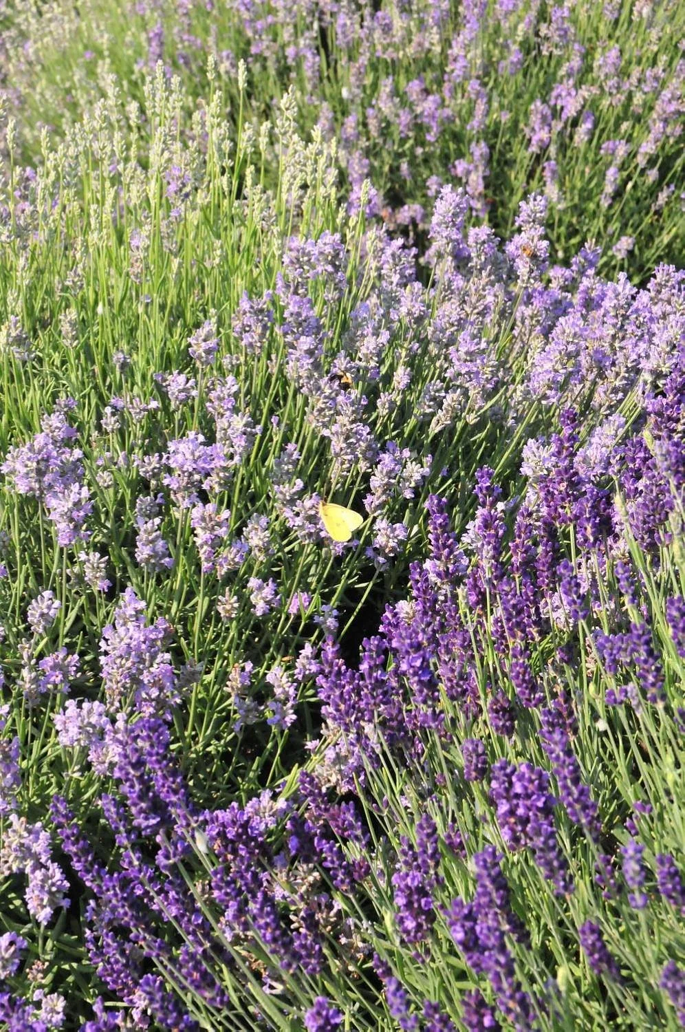 Seven Oaks Lavender Farm