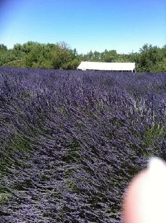 Lavender Hollow Farm