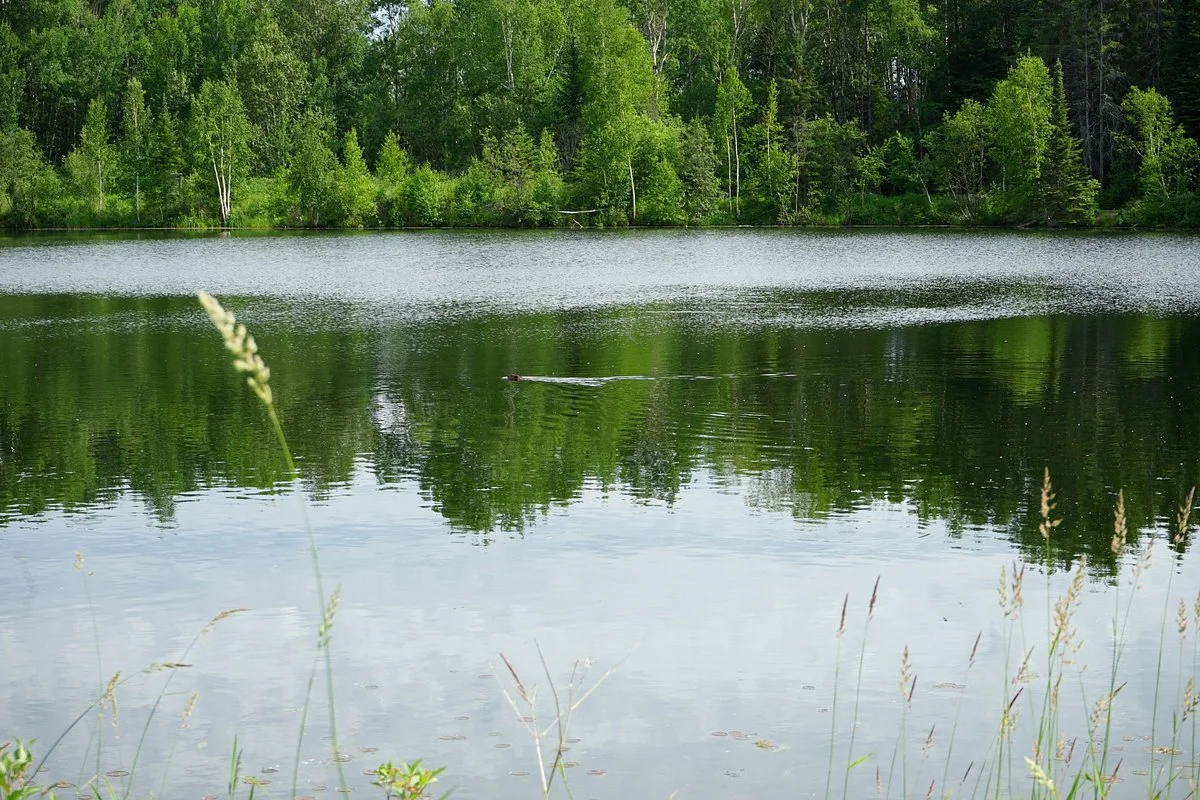 Big Bog State Recreation Area