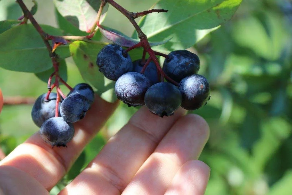 Berry Best Farm