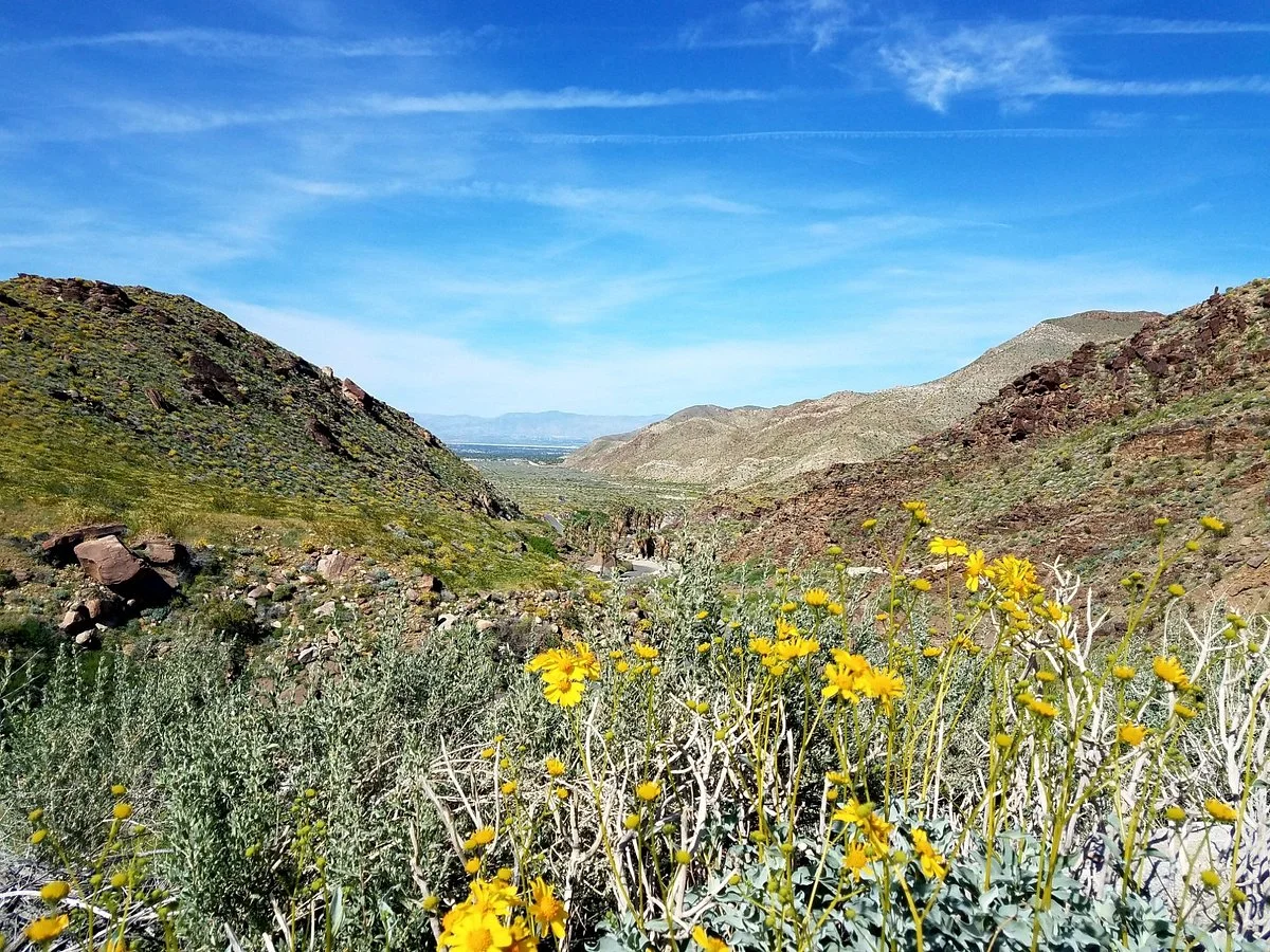 Palm Canyon Trail