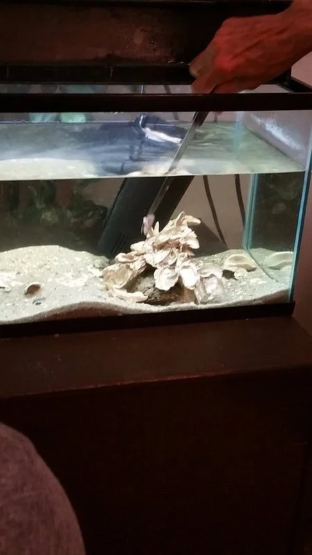 Lowcountry Estuarium
