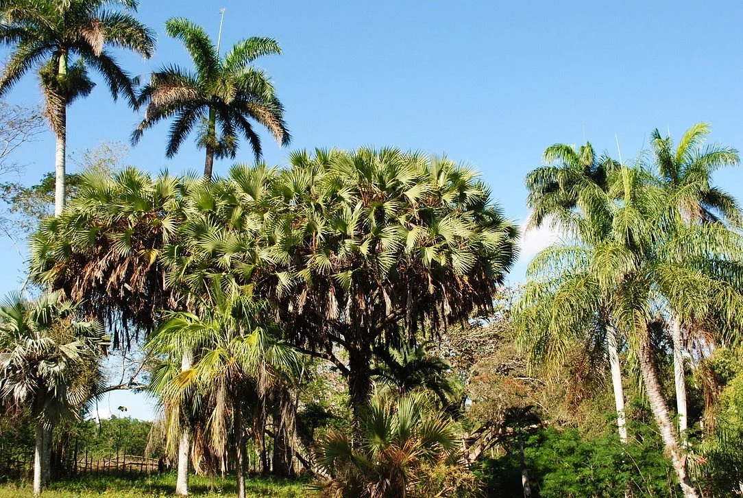 Jardín Botanico de Cienfuegos