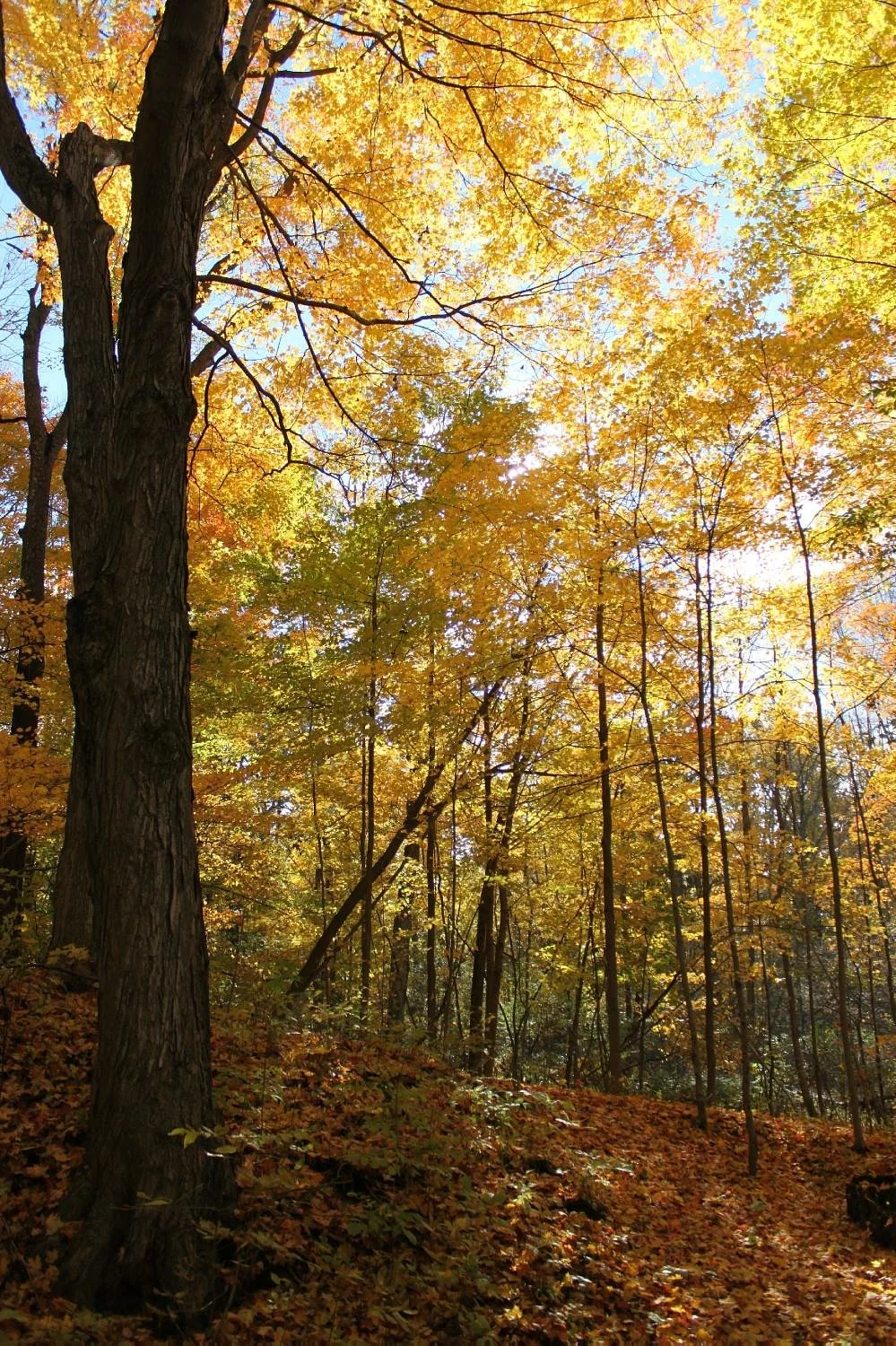 Lake Whittaker Conservation Area