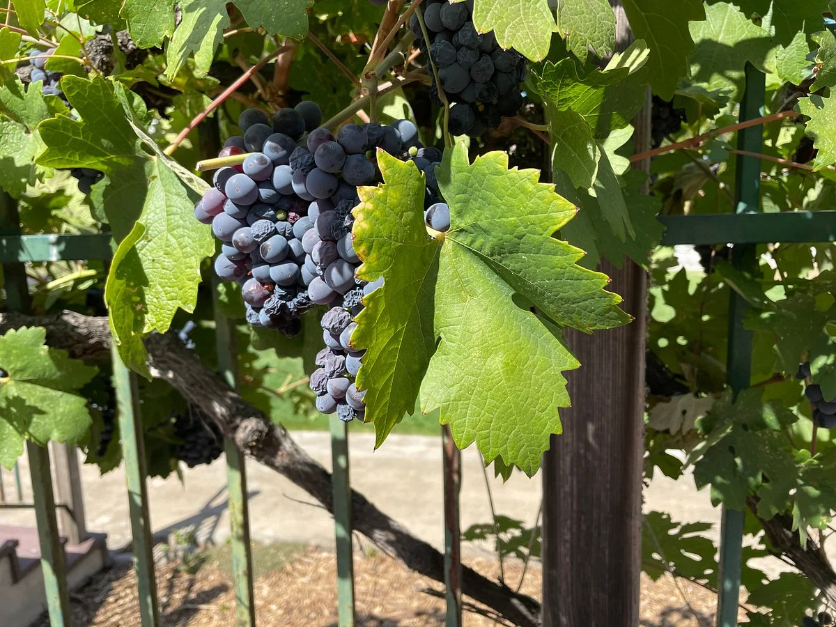 Brutocao Cellars