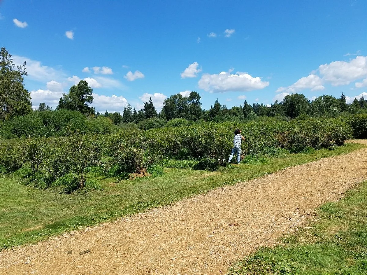 Larsen Lake Blueberry Farm