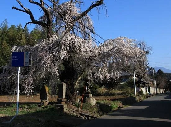 Shingenbomichi