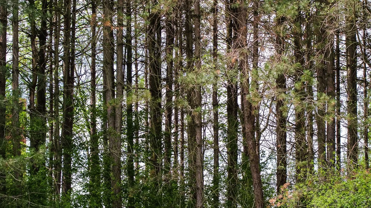Caley National Wildlife Woods