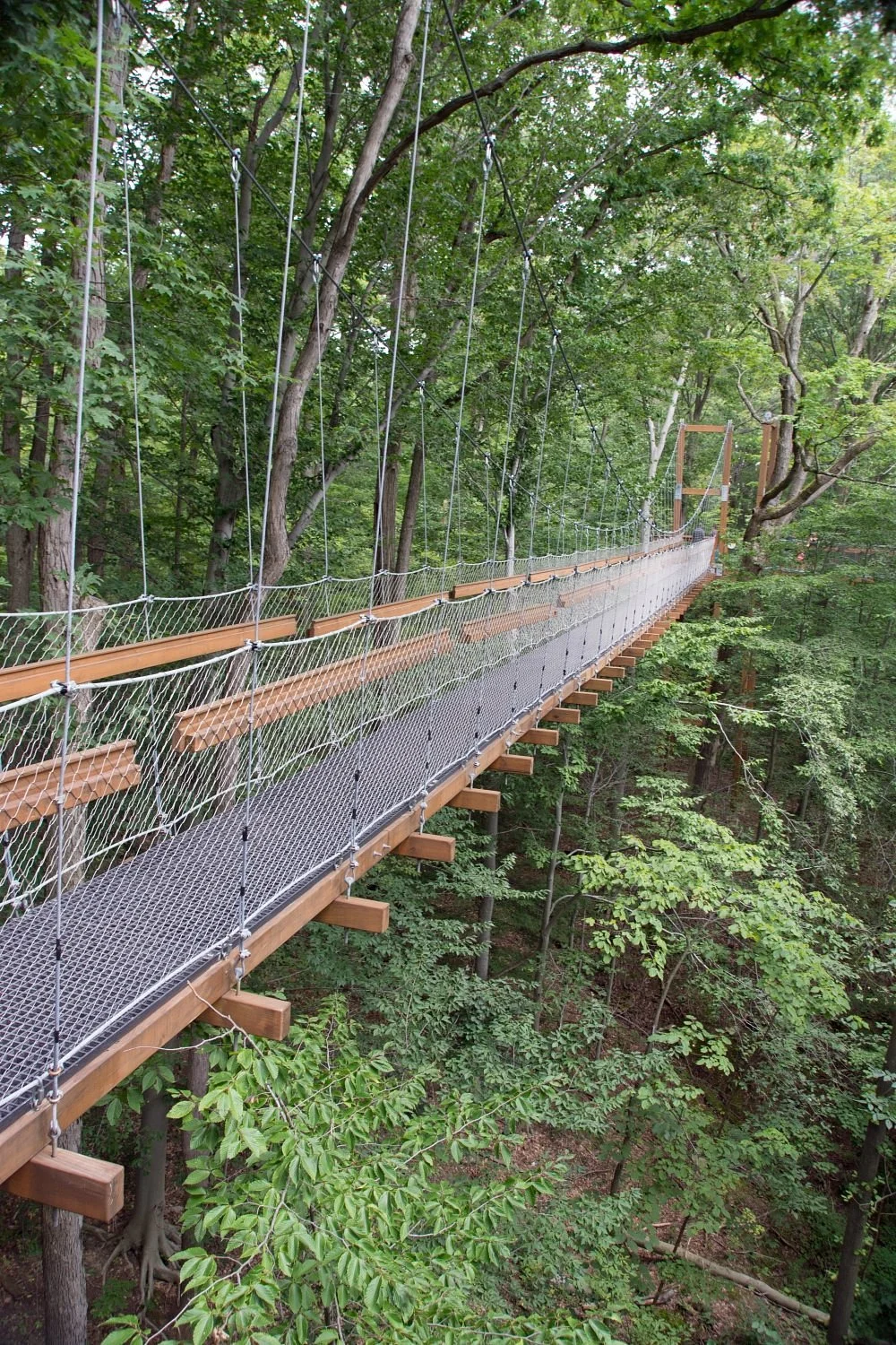Canopy Walk & Emergent Tower