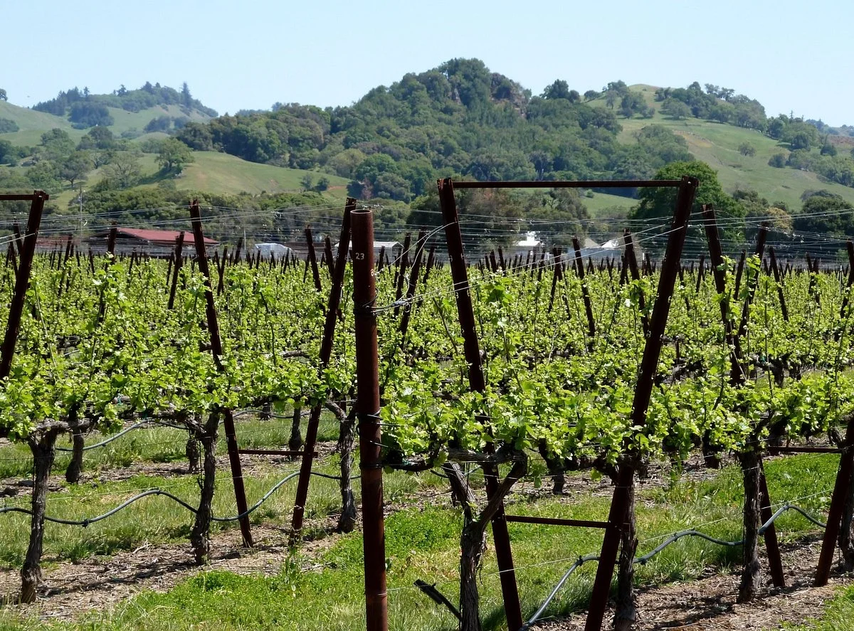 Foursight Wines