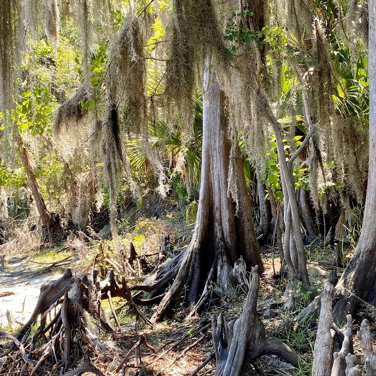 Palm Bluff Conservation Area