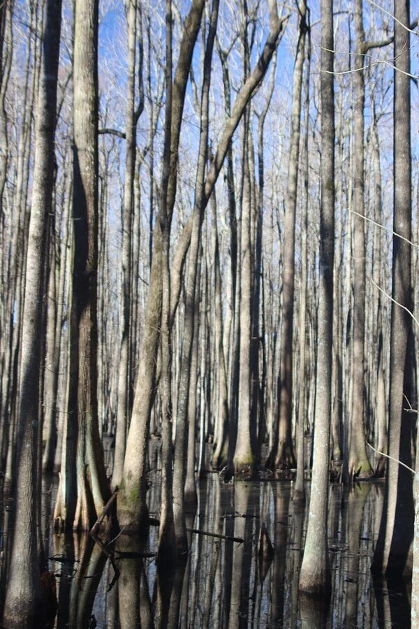 Louisiana Purchase State Park
