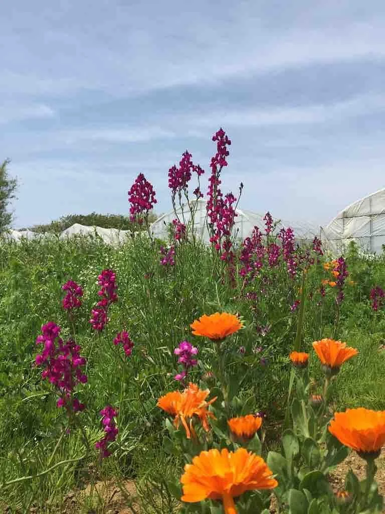 Iijima Farm