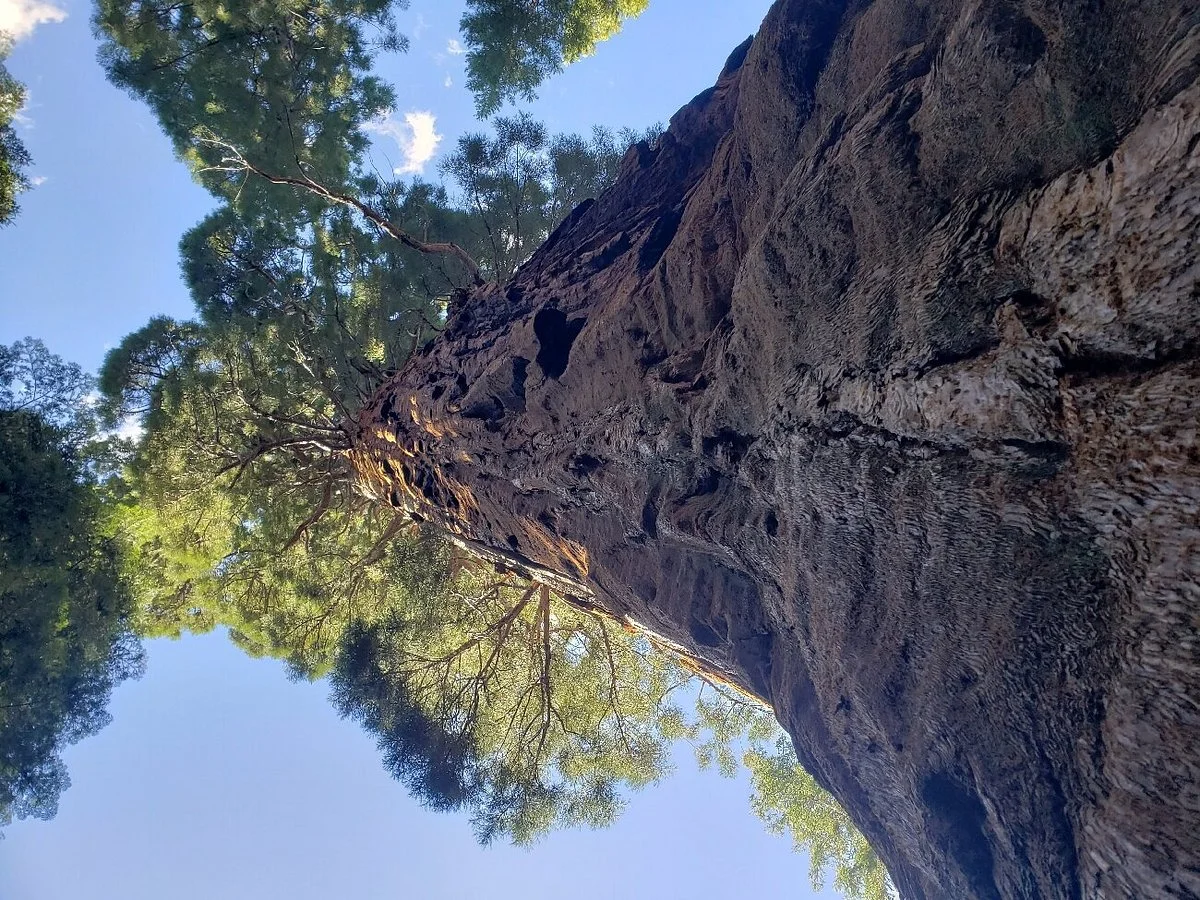 Boole Tree Trail