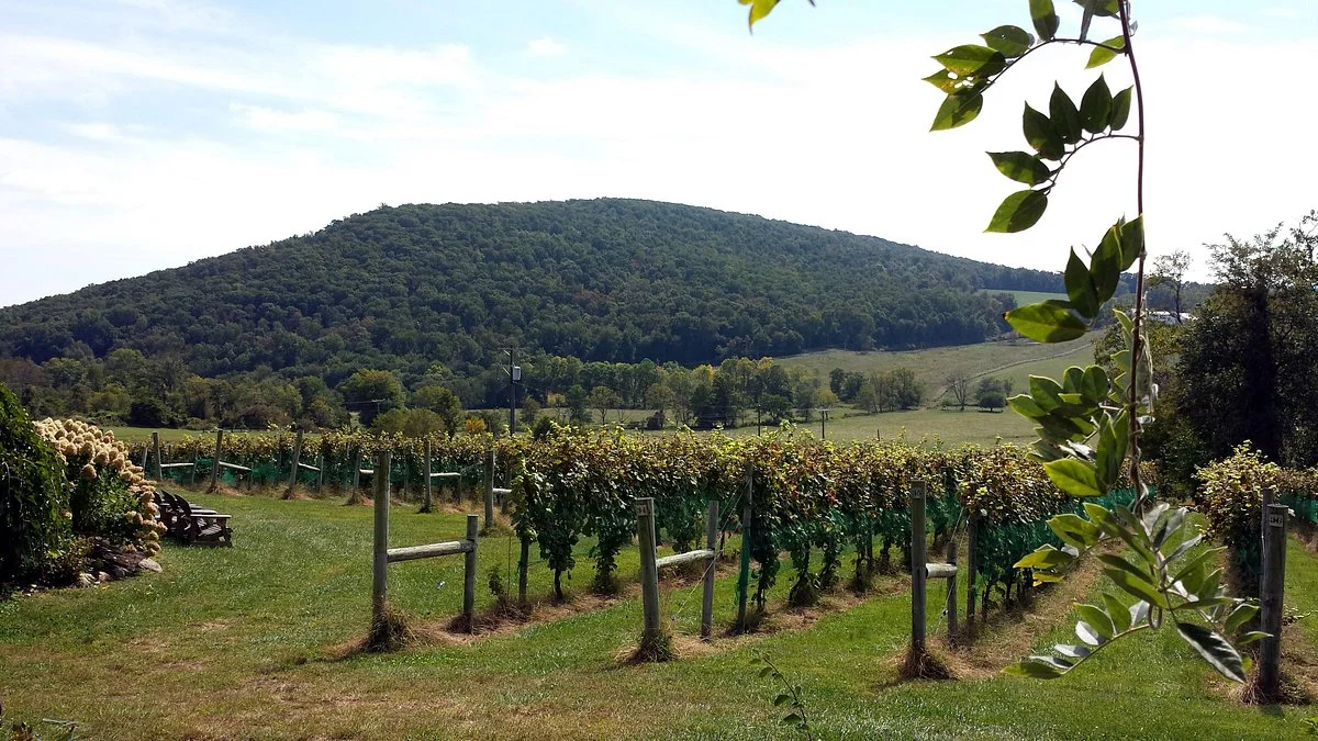 Hillsborough Vineyards