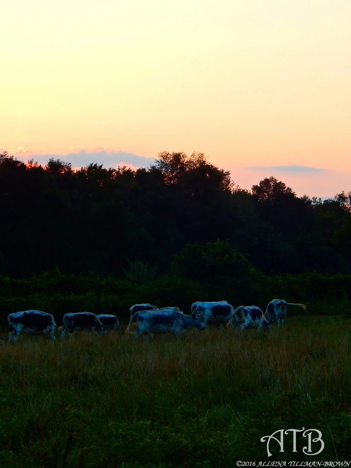 Firefly Farms