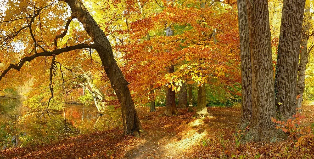 Bailey Arboretum